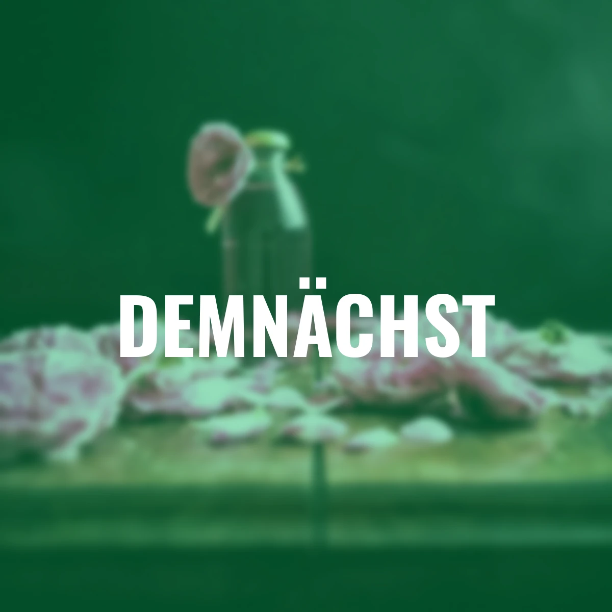 Essbare Culinaric Rose, rosa-apricot