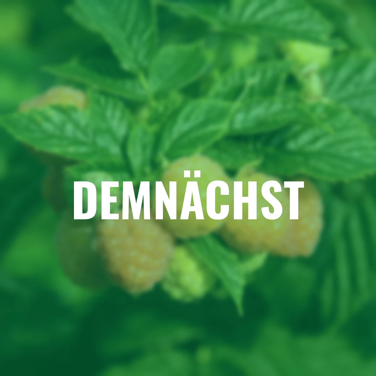 BIO Himbeere Valentina