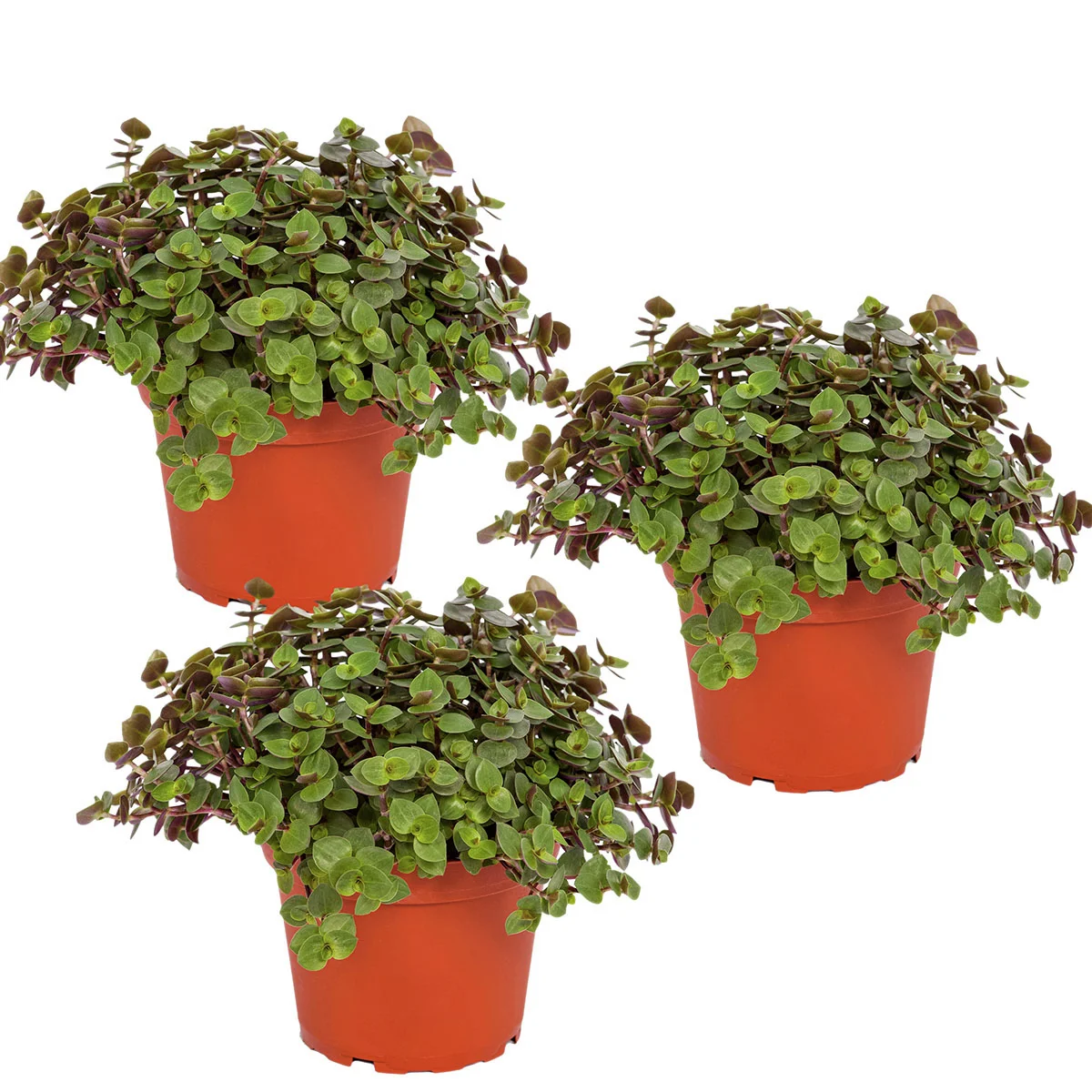 Zimmerpflanzen-Set Callisia