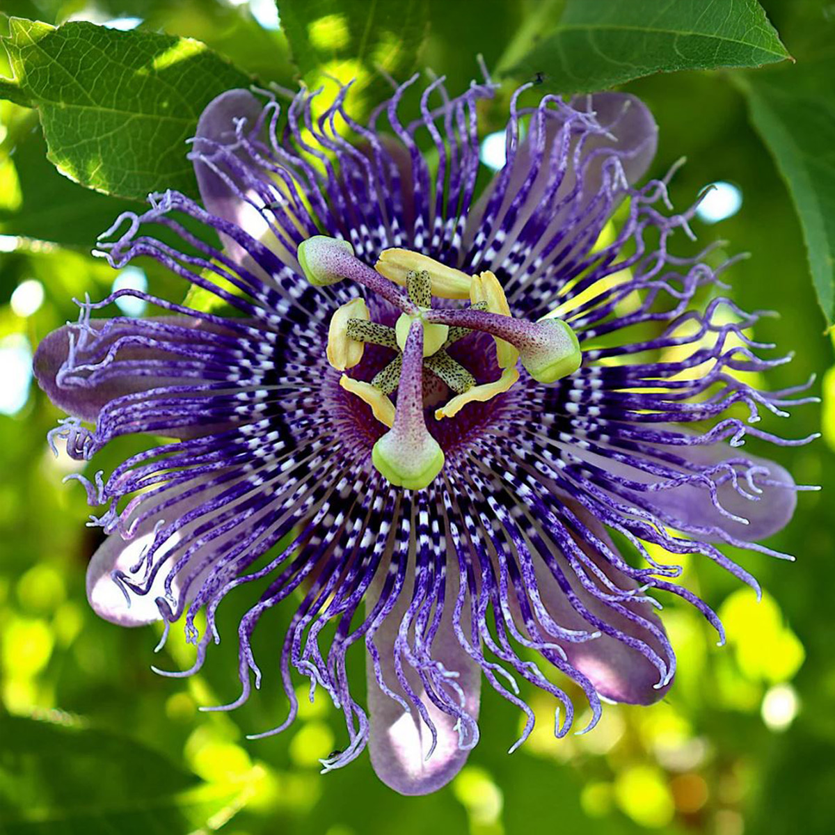 Passionsblume Cooltropics® Eia Popeia®, blau