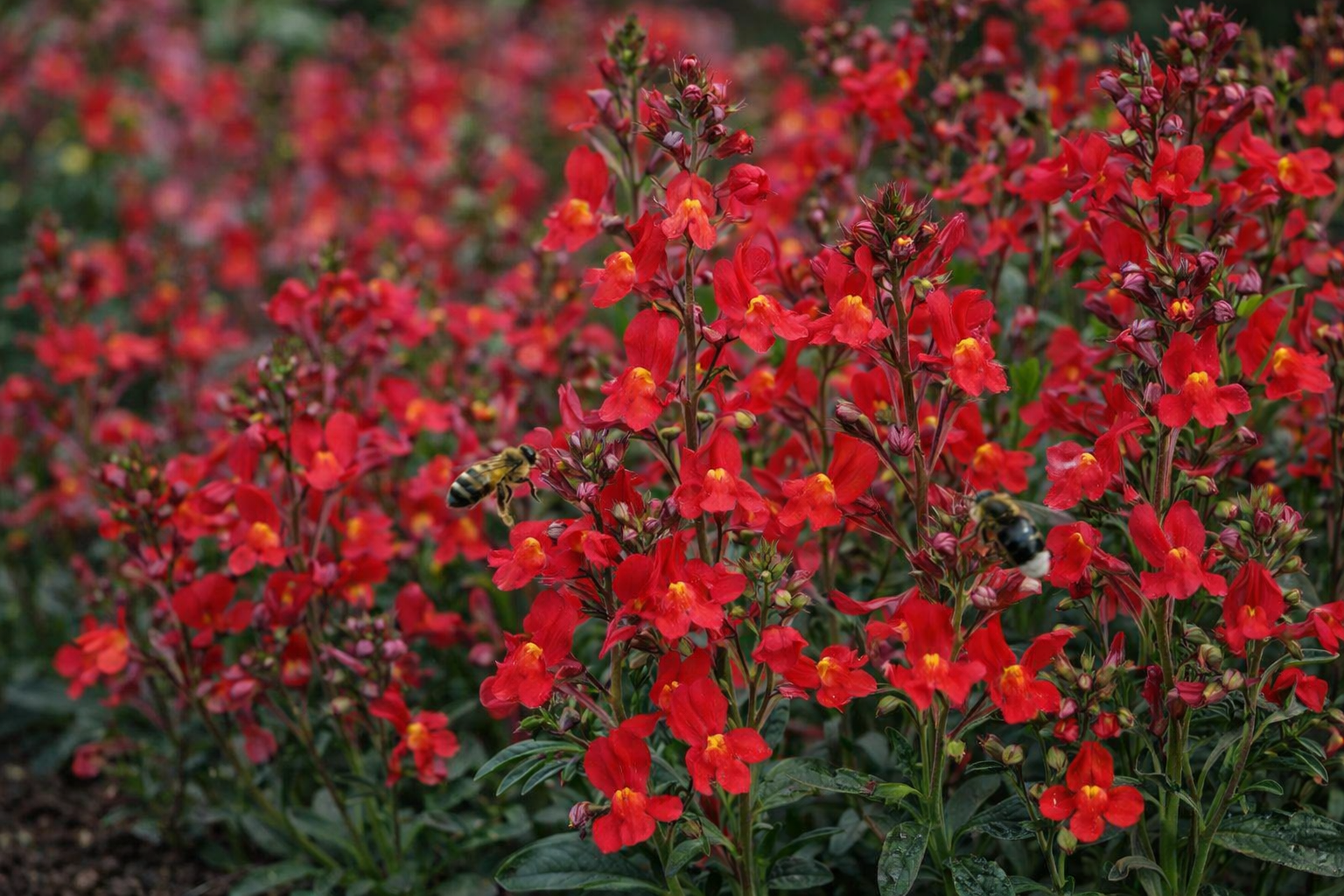 Leinkraut Licilia Red