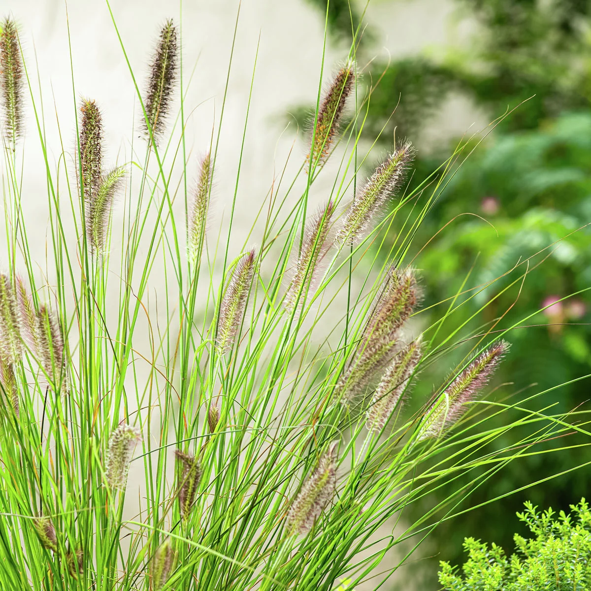 Lampenputzergras Hameln, im ca. 19 cm-Topf
