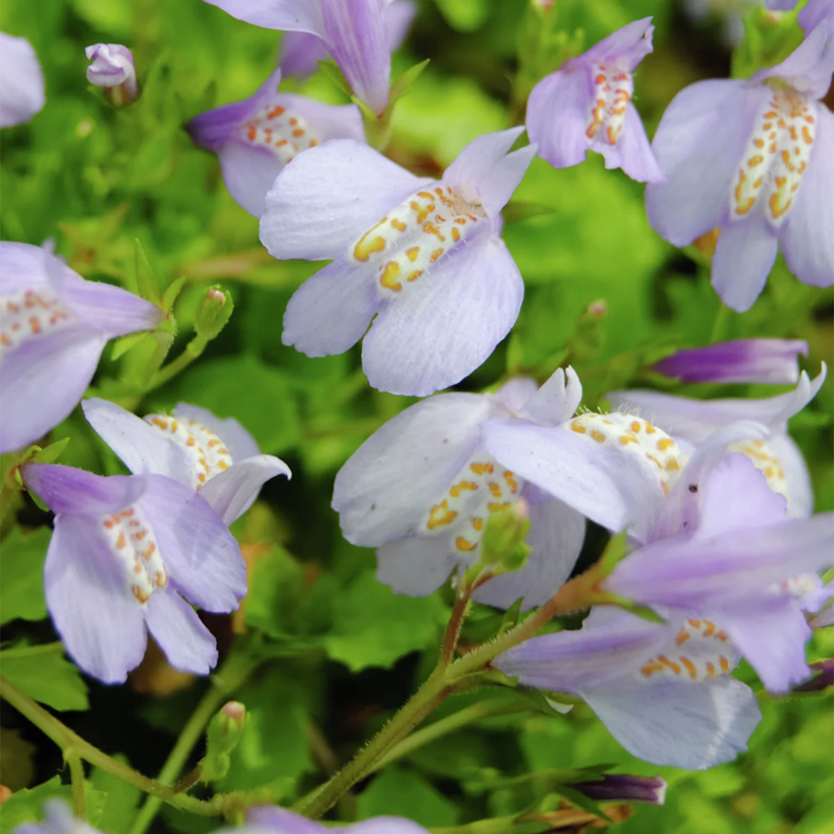 Lippenmäulchen, blau