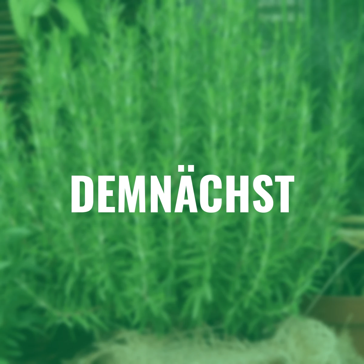 Kräuterpflanze Gourmet-Rosmarin Abraxas