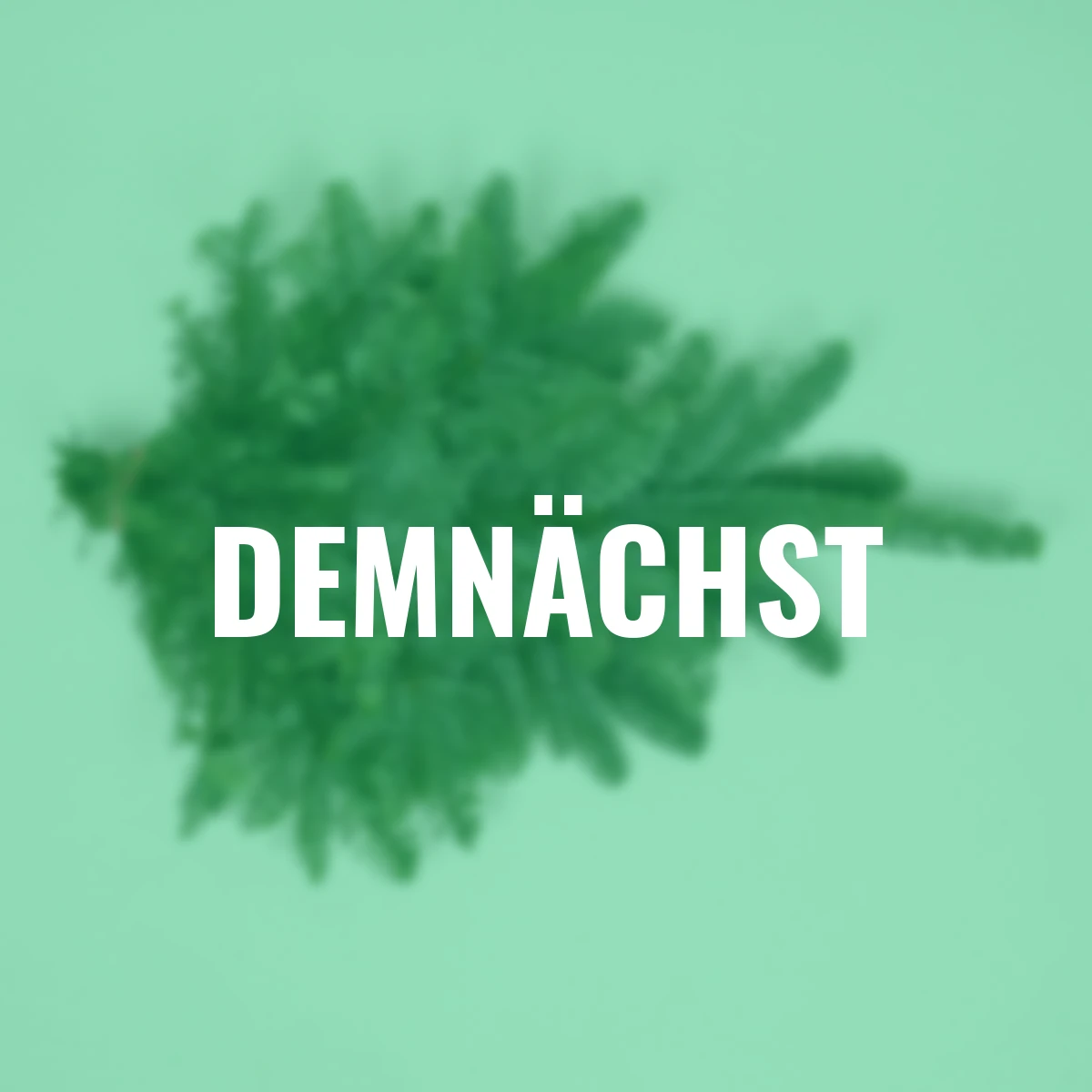 Nobilis-Tanne, Bund 500 g