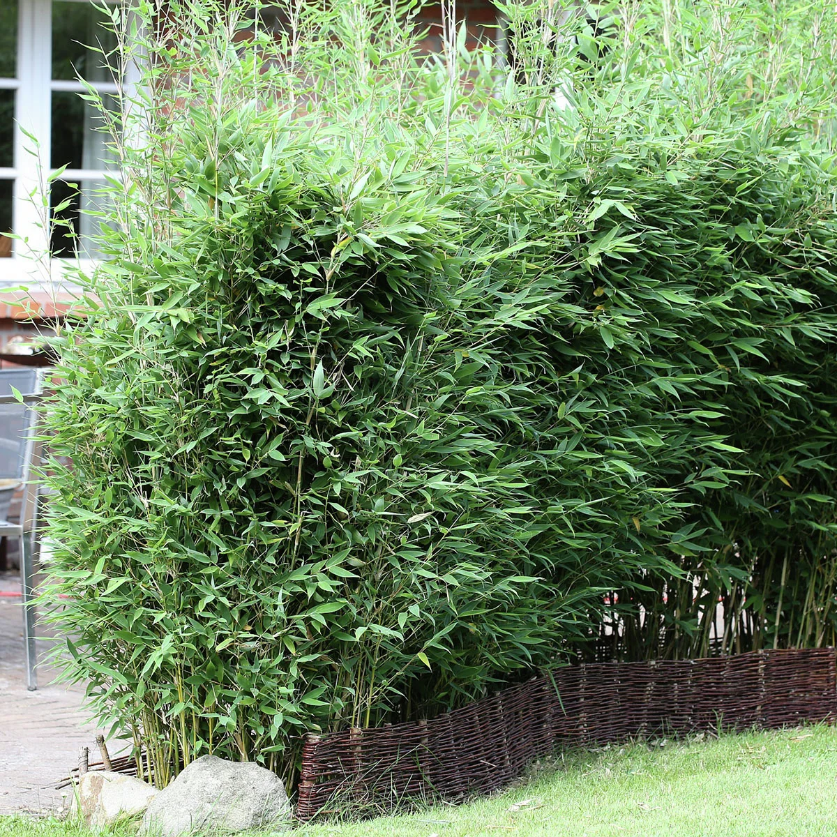 Blauer Drachenschuppenbambus Blue Lizard®