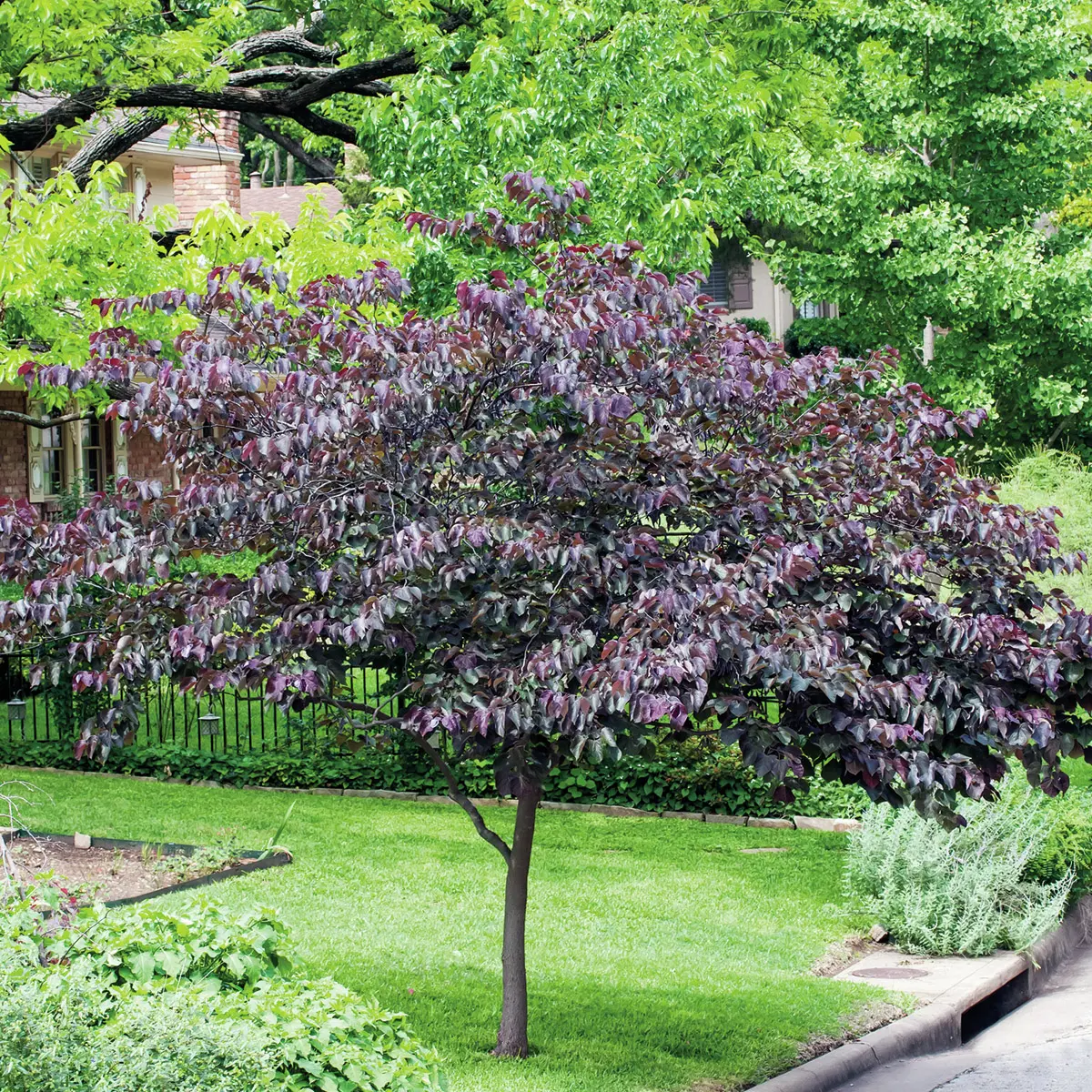 Kanadischer Judasbaum Forest Pansy