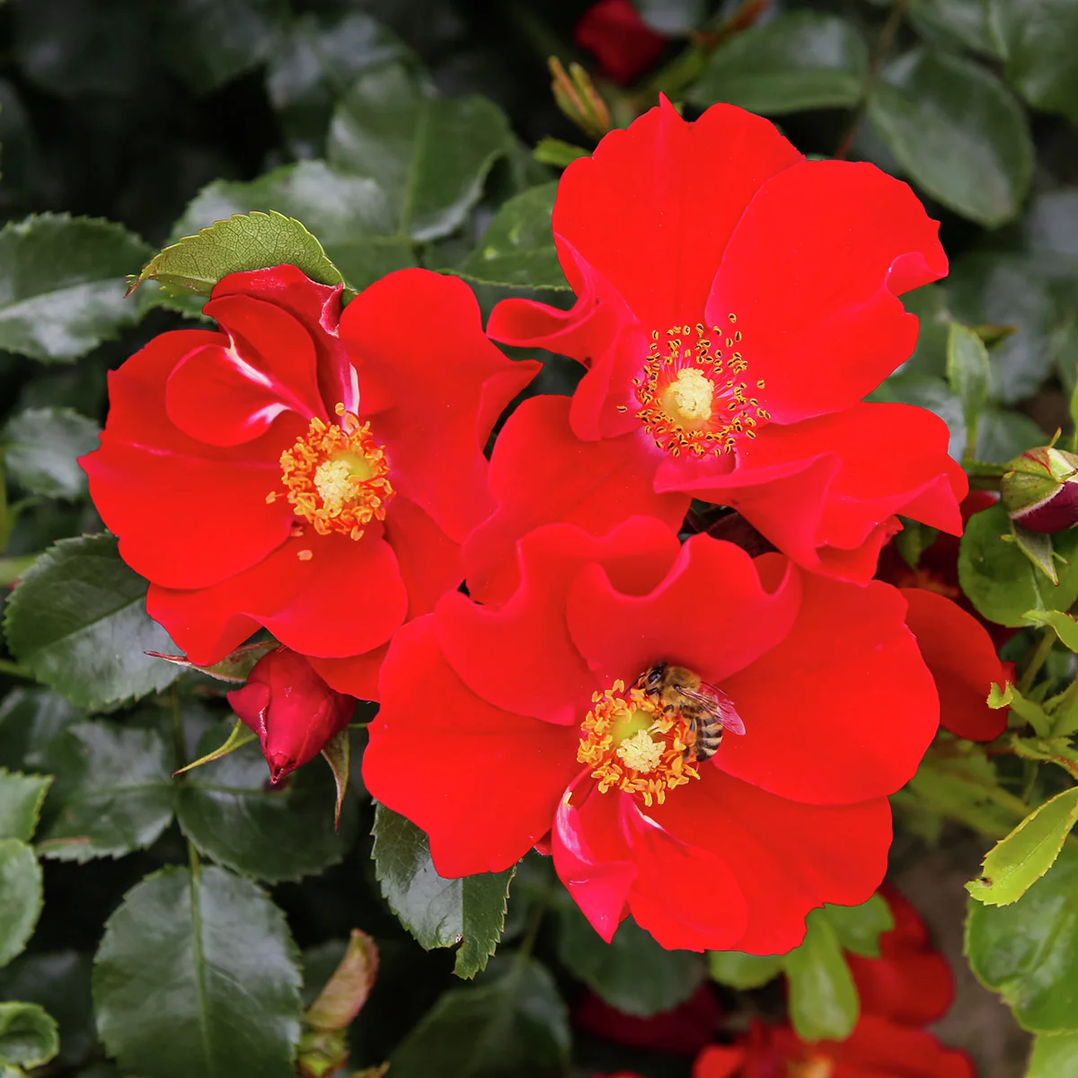 Kleinstrauchrose Alexander von Humbold®