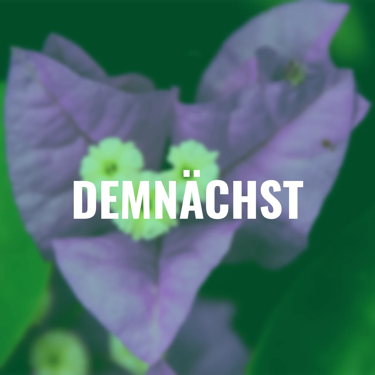 Wunderblumen Pyramide