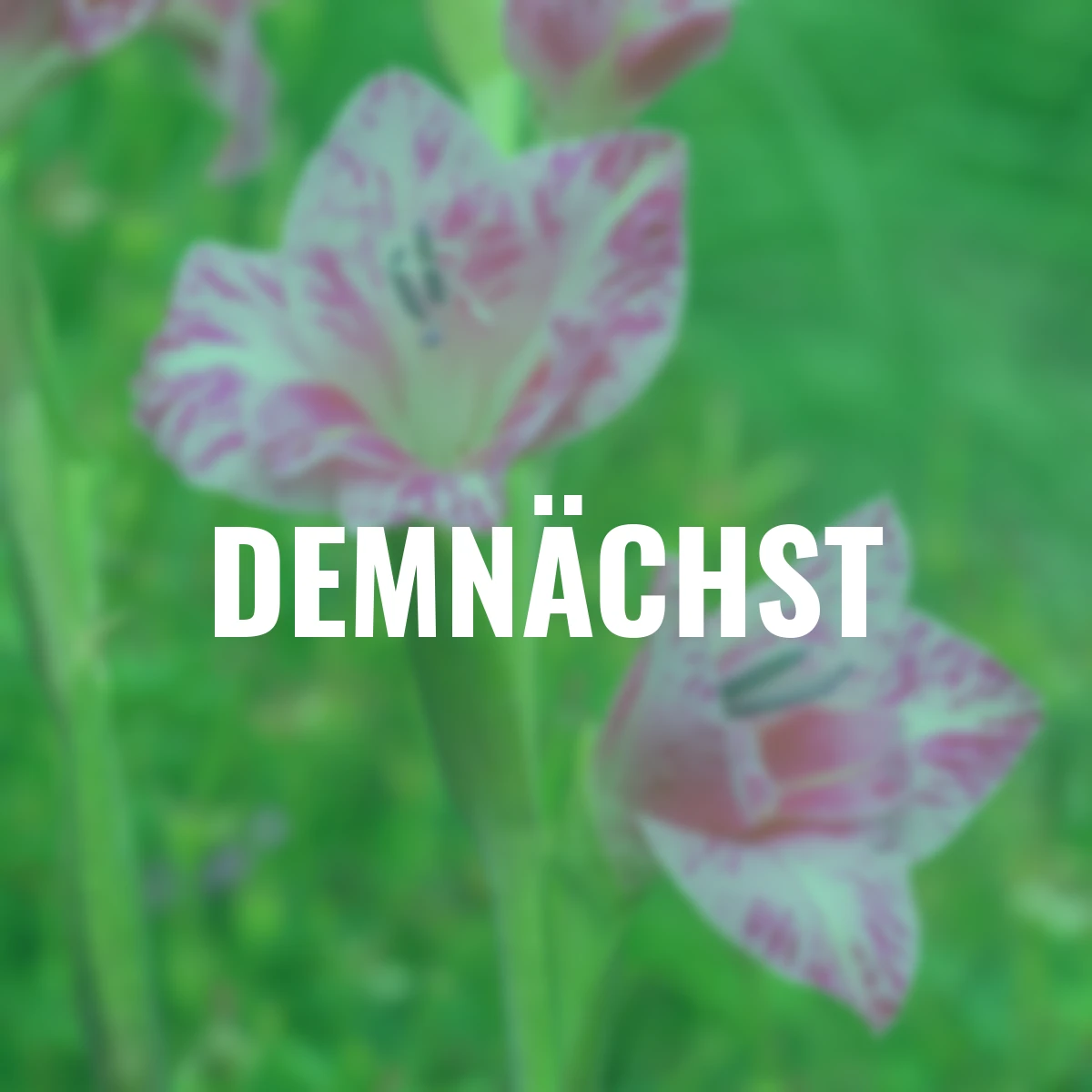 Zwerg-Gladiole Bibi, kleinblütig