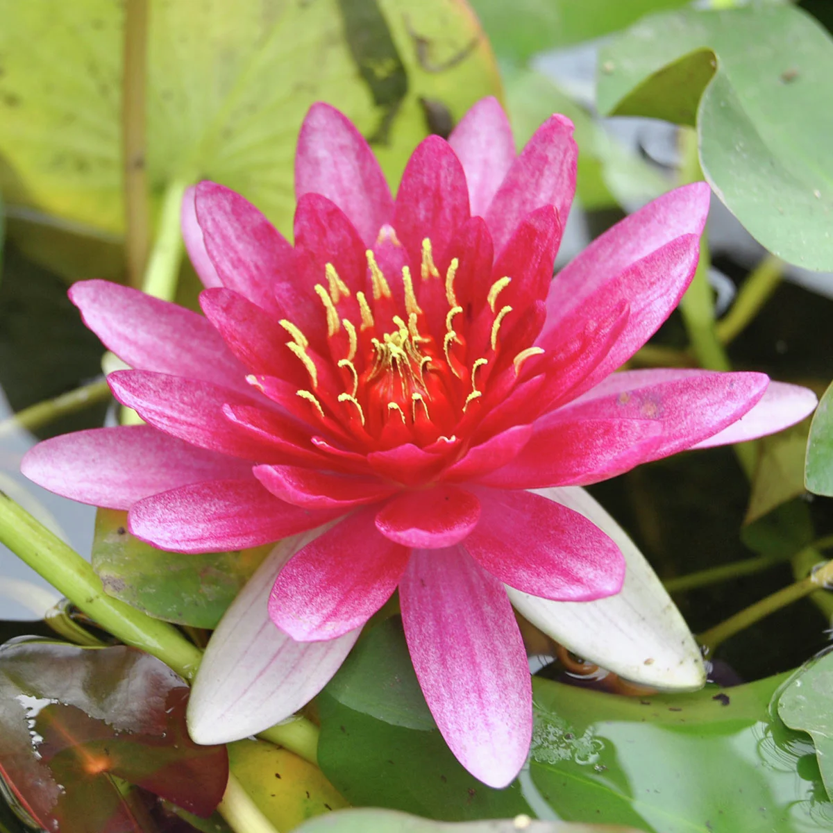 Zwergseerose, pink-rosa
