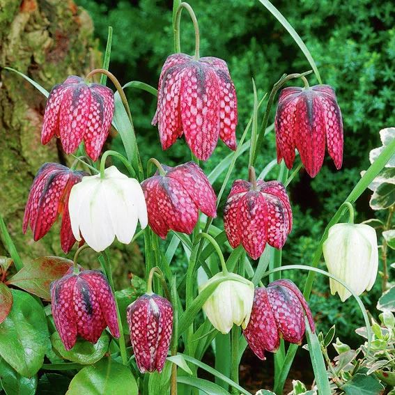 Schachbrettblumen