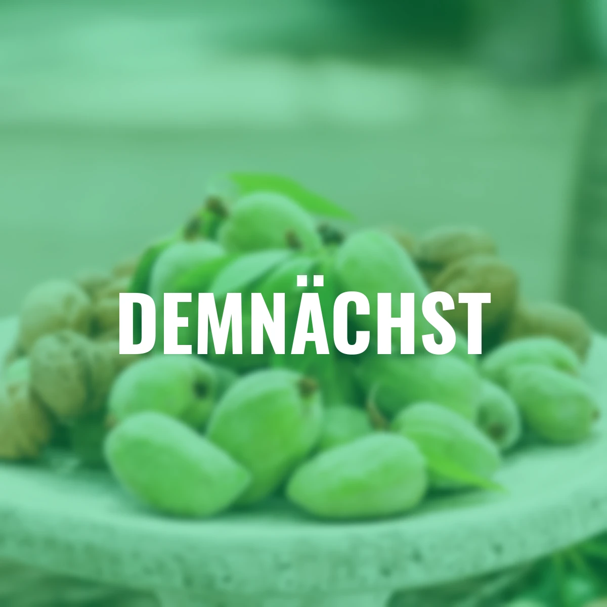 Mandel, im ca. 19 cm-Topf