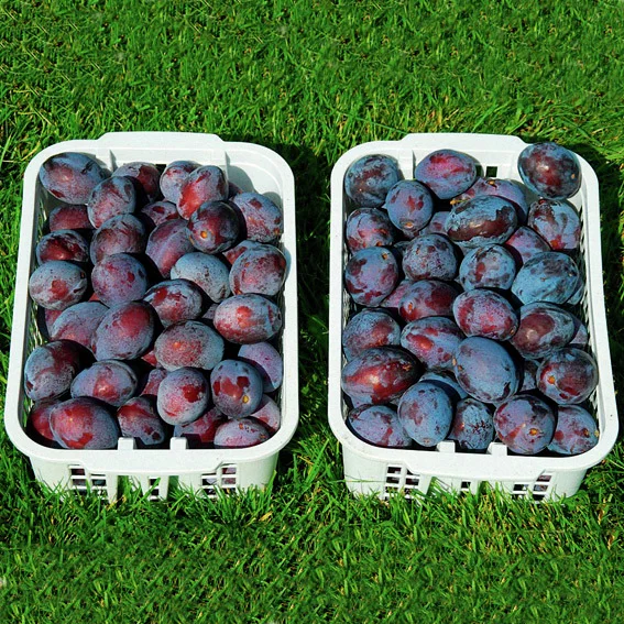 Blaue Säulen-Pflaume