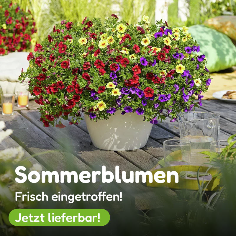 Gratis-Aktion