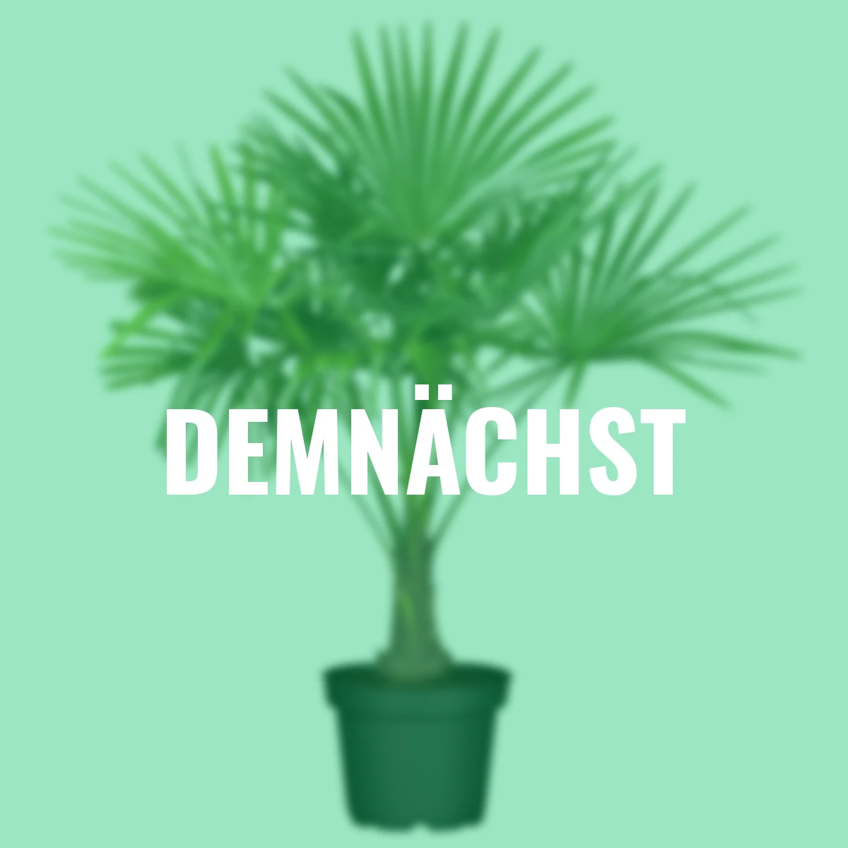 Hanfpalme, im ca. 25 cm-Topf