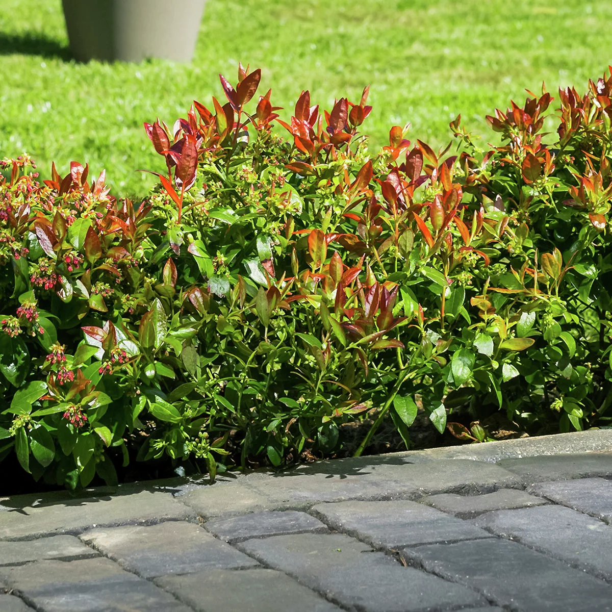 Heidelbeere BrazelBerry® Berry Bux® - im ca. 11 cm-Topf