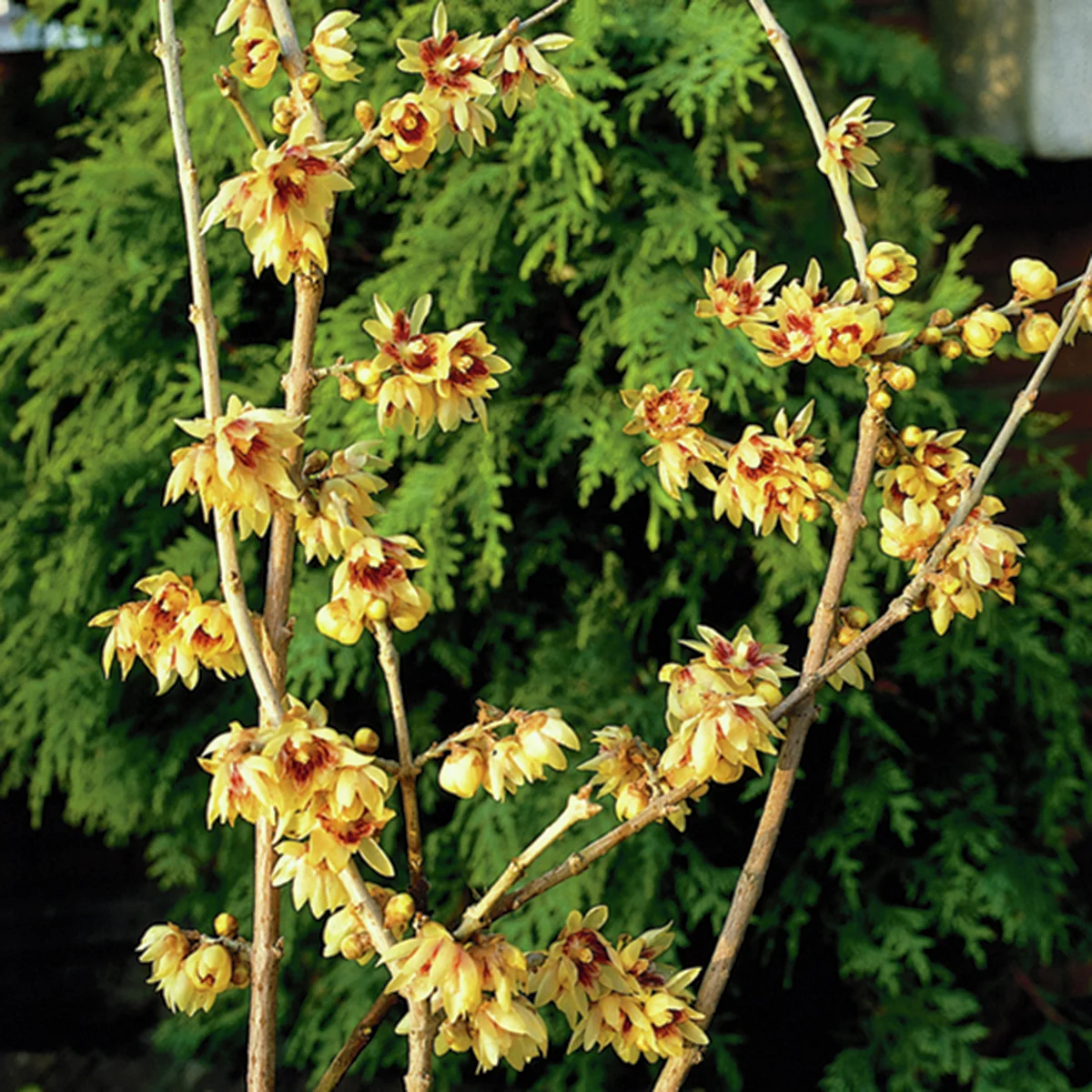 Chinesische Winterblüte