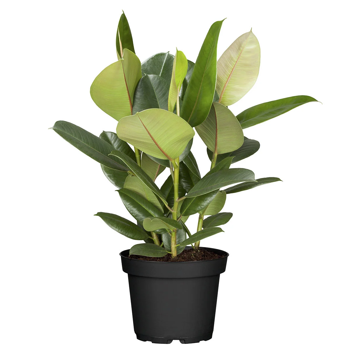Premium Feigenbaum, Höhe ca. 90-100 cm