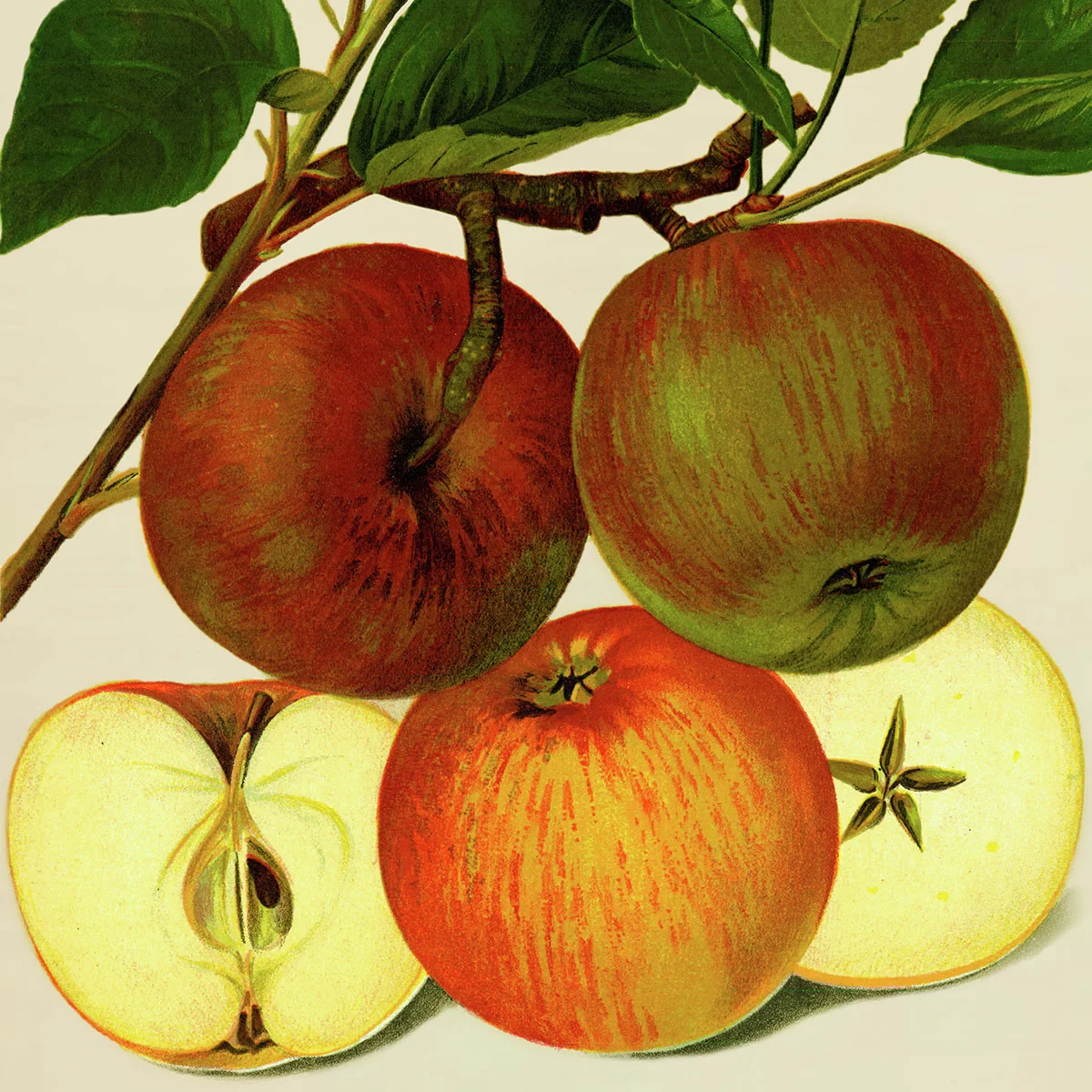 Apfel Kaiser Wilhelm