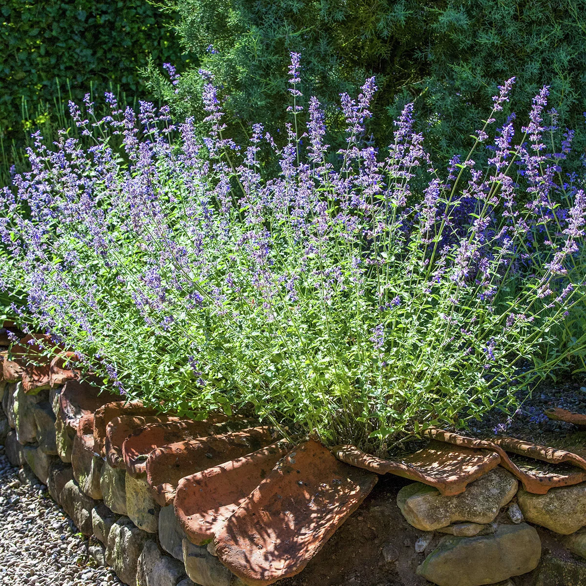 Blauraute Silvery Blue