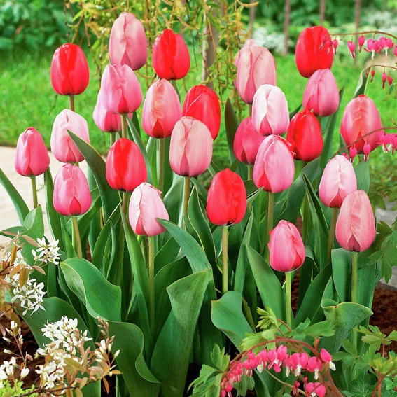 Tulpen-Impression-Mischung