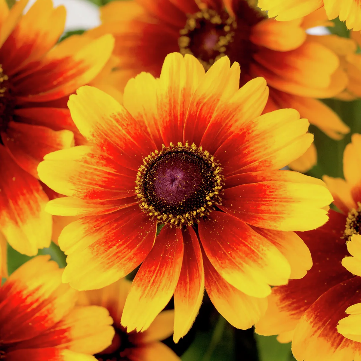 Sonnenhut Kissing Smiley