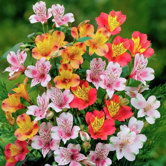 Winterharte Garten-Inkalilien-Mischung