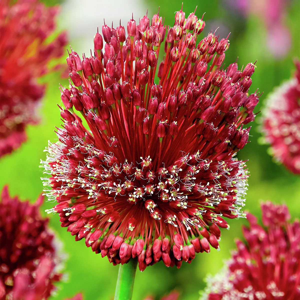 Zierlauch Red Mohican