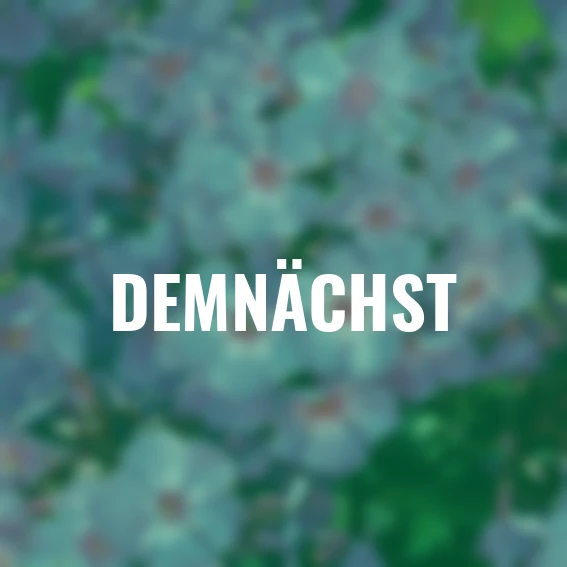 Zauberphlox, blau-violett