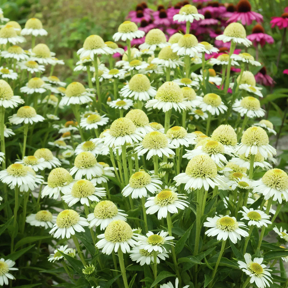 Scheinsonnenhut Delicious Nougat