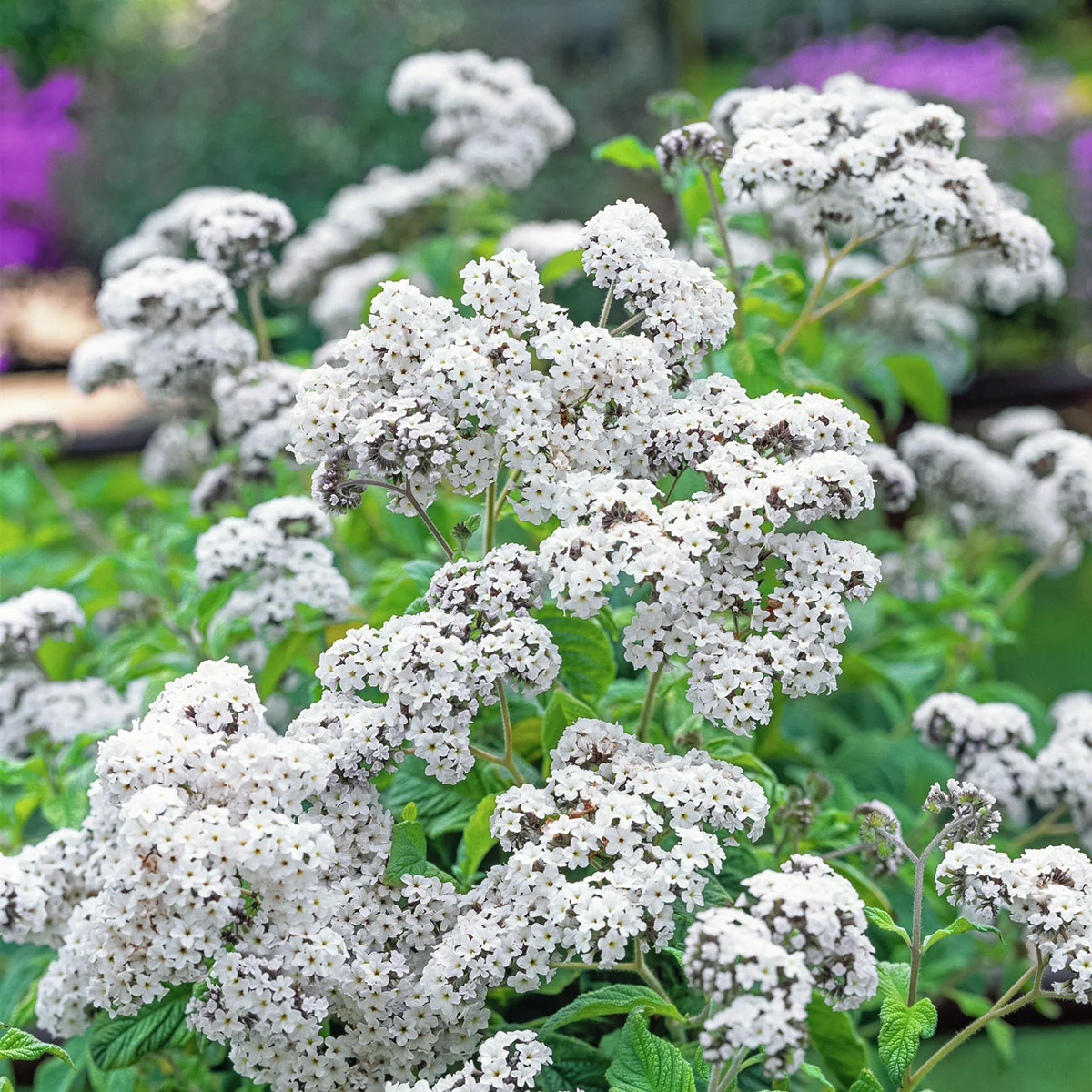 Vanilleblume, weiß