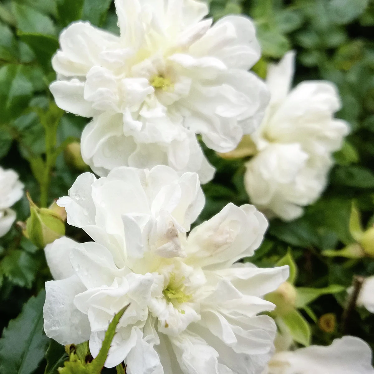 Bodendeckerrose The Fairy, weiß