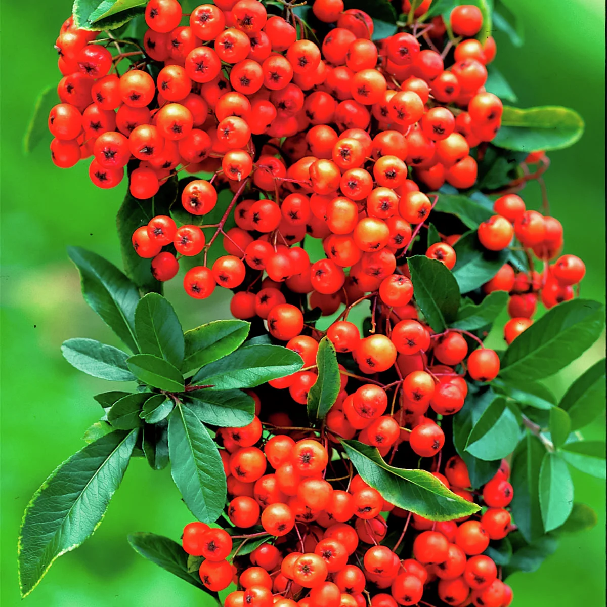 Ziergehölz-Set Bunte Feuerdorn-Hecke Venecia