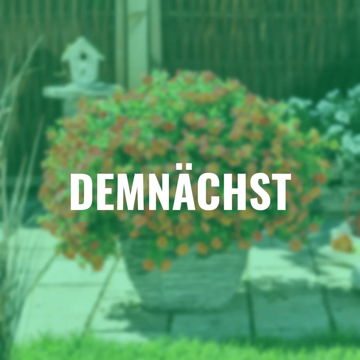 Zauberglöckchen, orange