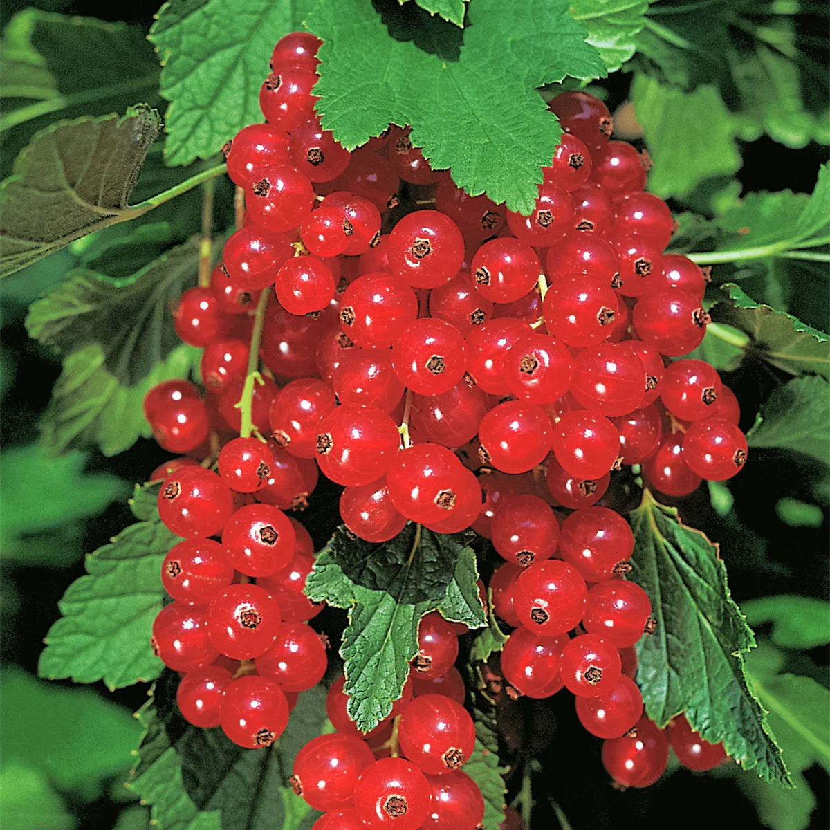 Rote Säulen-Johannisbeere