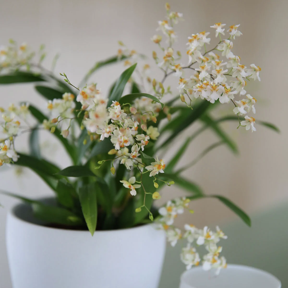 Tigerorchidee Little Brilliants, Höhe ca. 30-40 cm