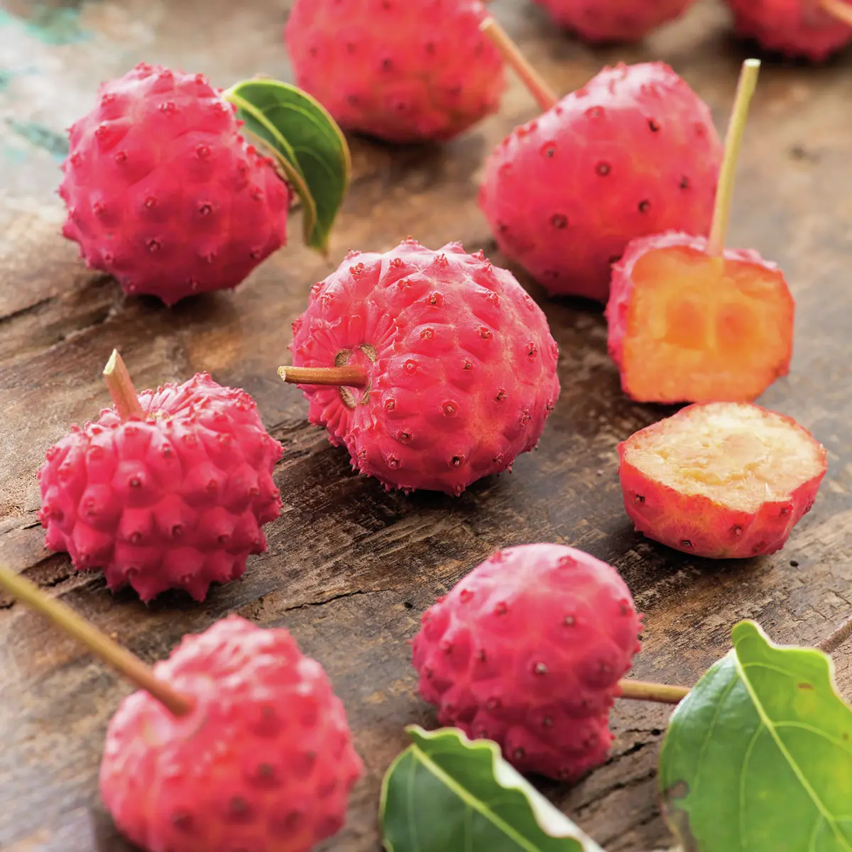 Blumenhartriegel Milky Way