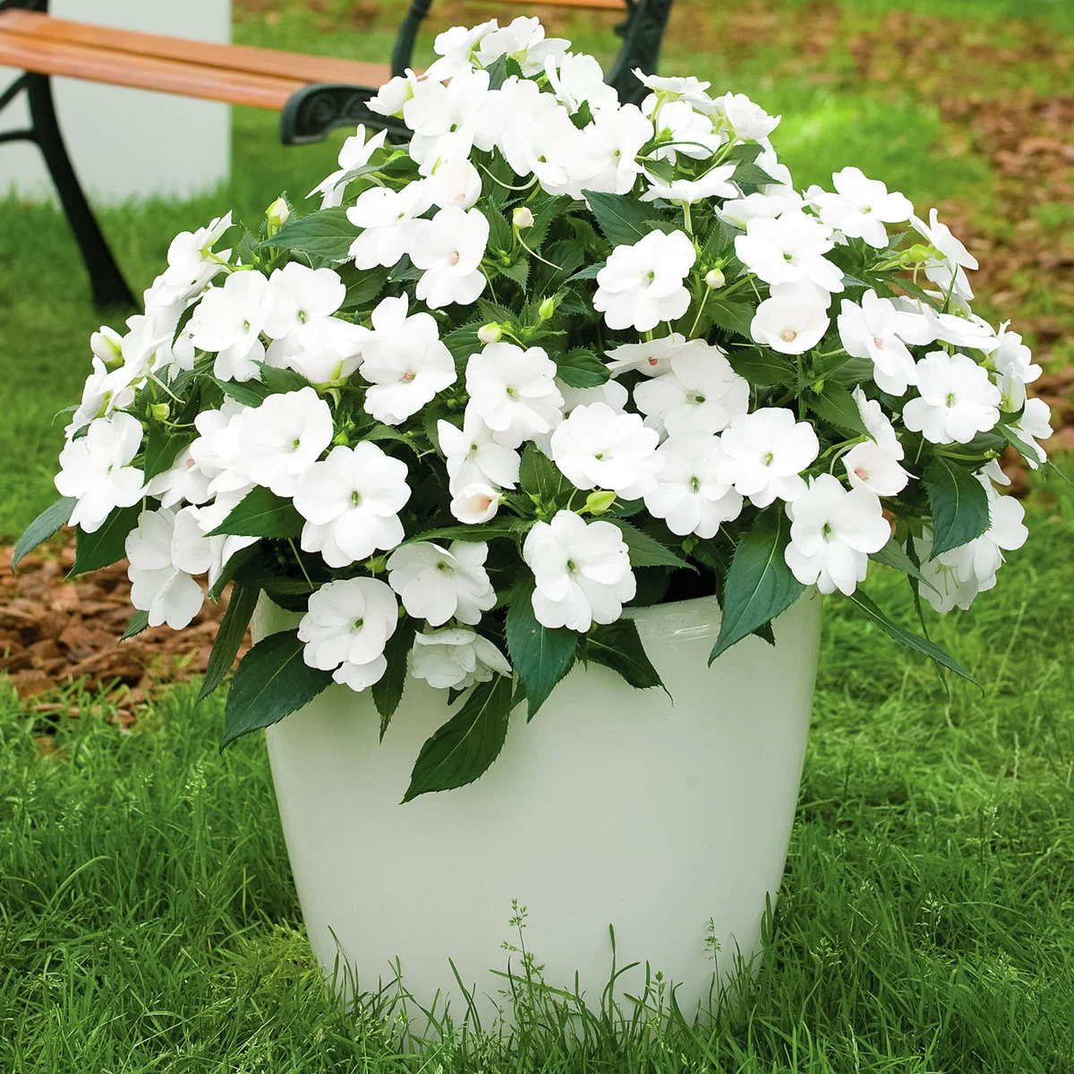 Fleißiges-Lieschen Sunpations™ White