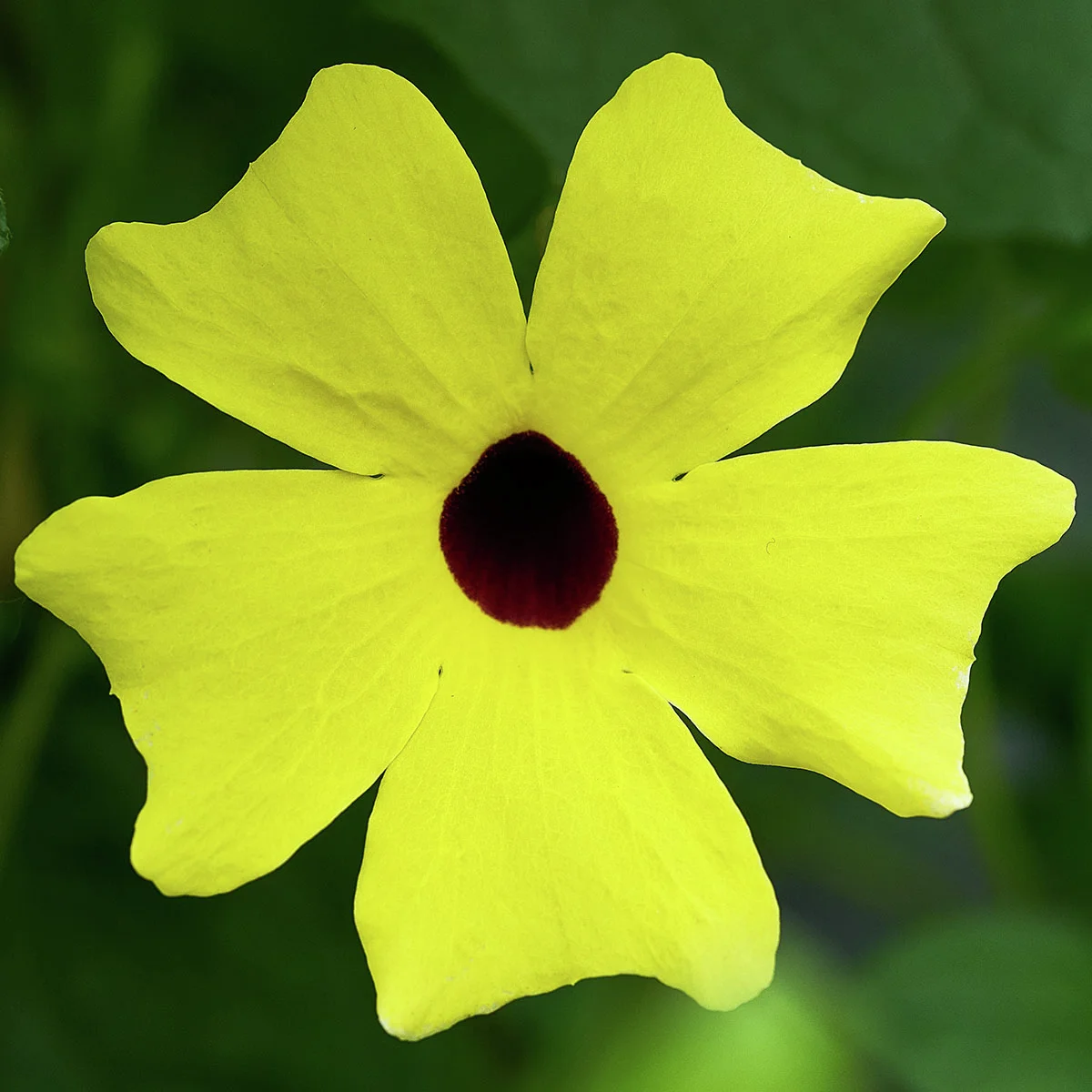 Schwarzäugige Susanne, gelb