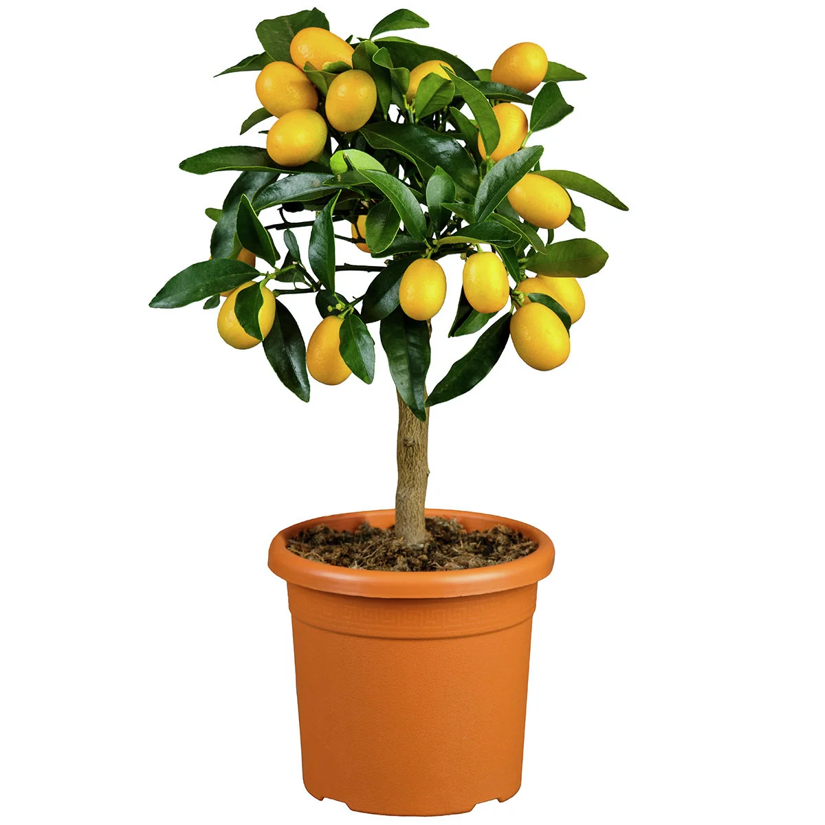 Calamondin-Orangen-Stamm, im ca. 15 cm-Topf