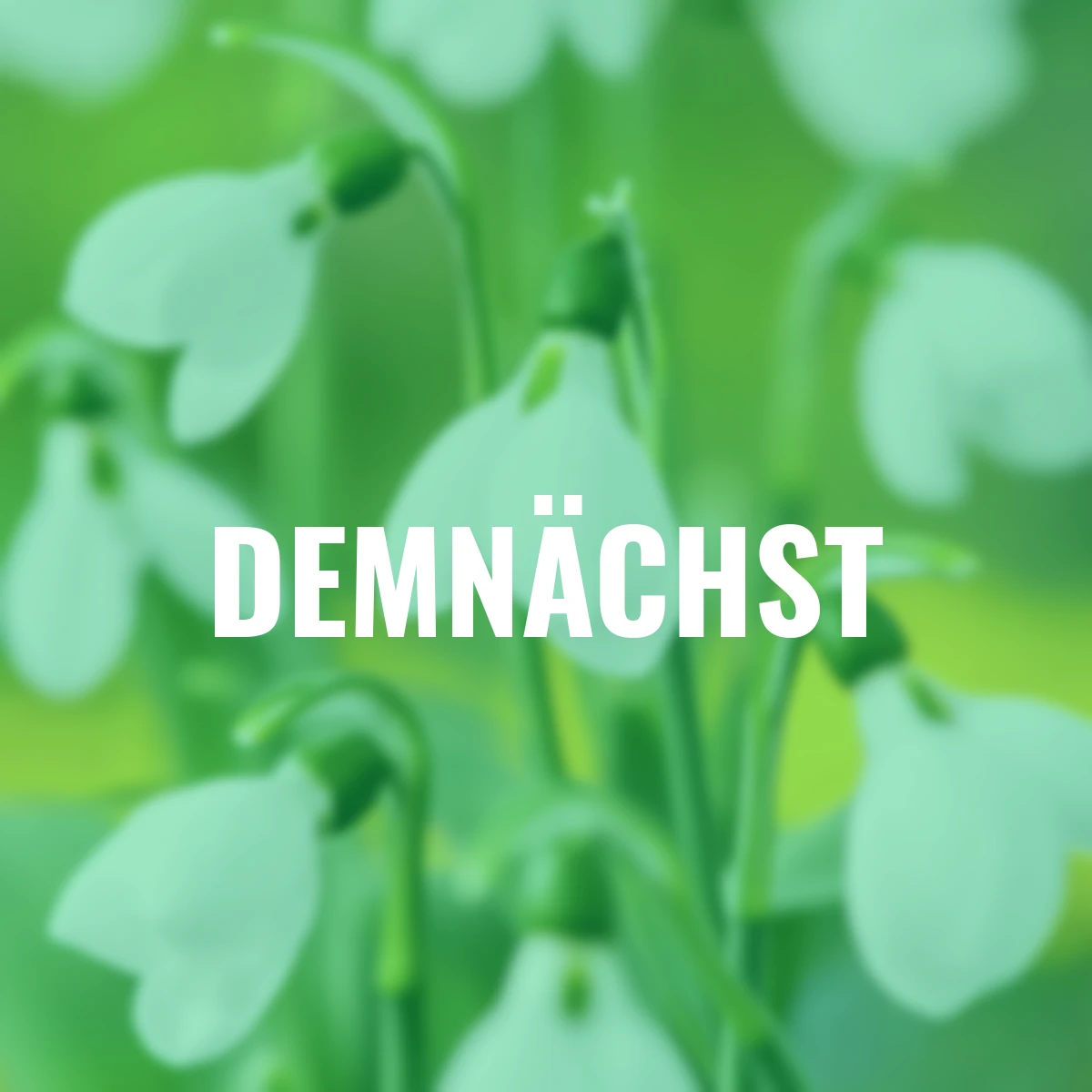 Elwes-Schneeglöckchen