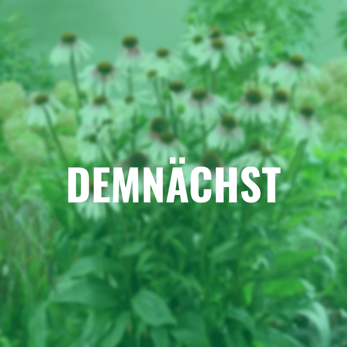 Scheinsonnenhut Pretty Parasols