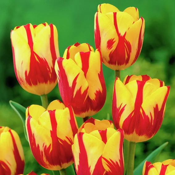 Tulpe Helmar