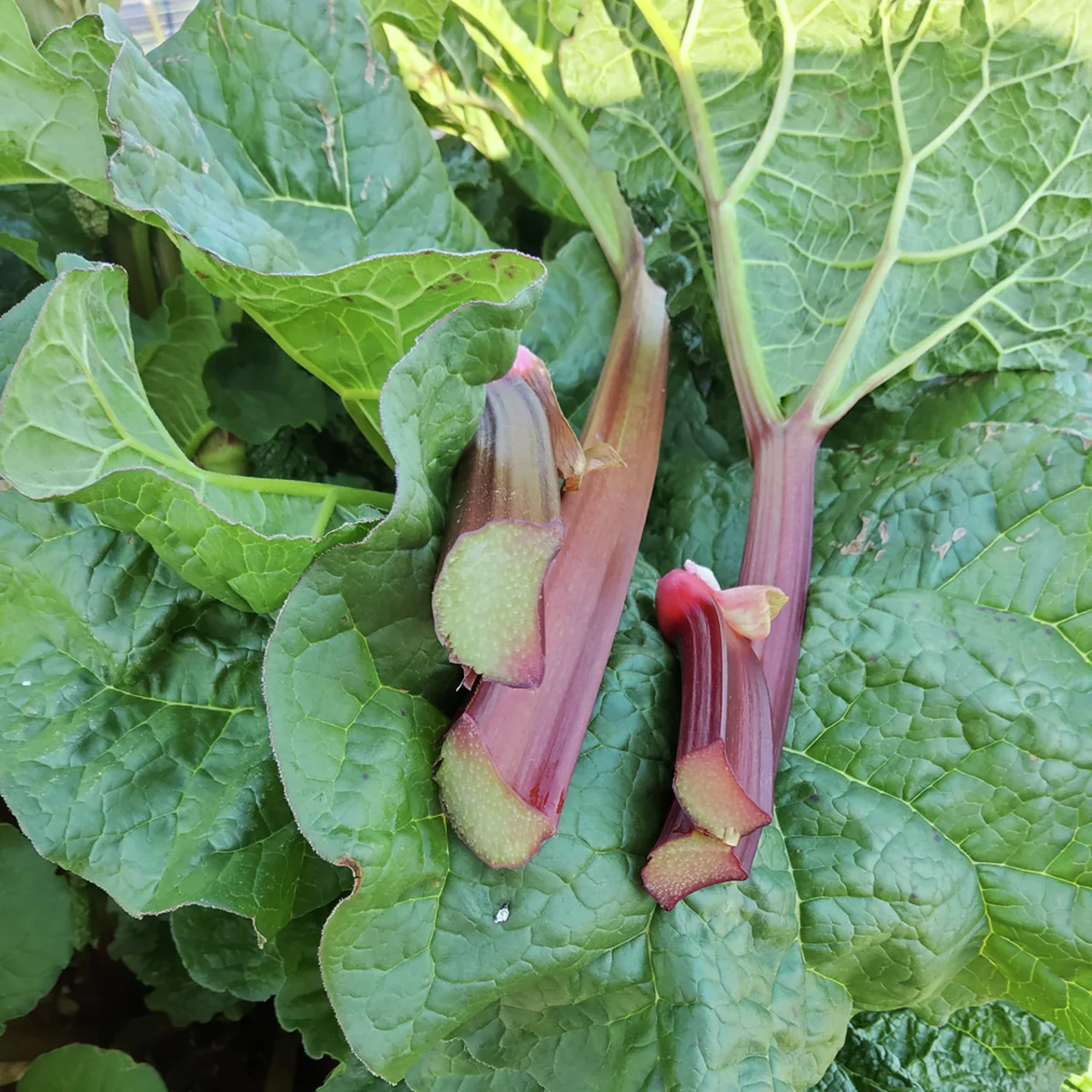 Rhabarber Everbarber® Pinkbarber®