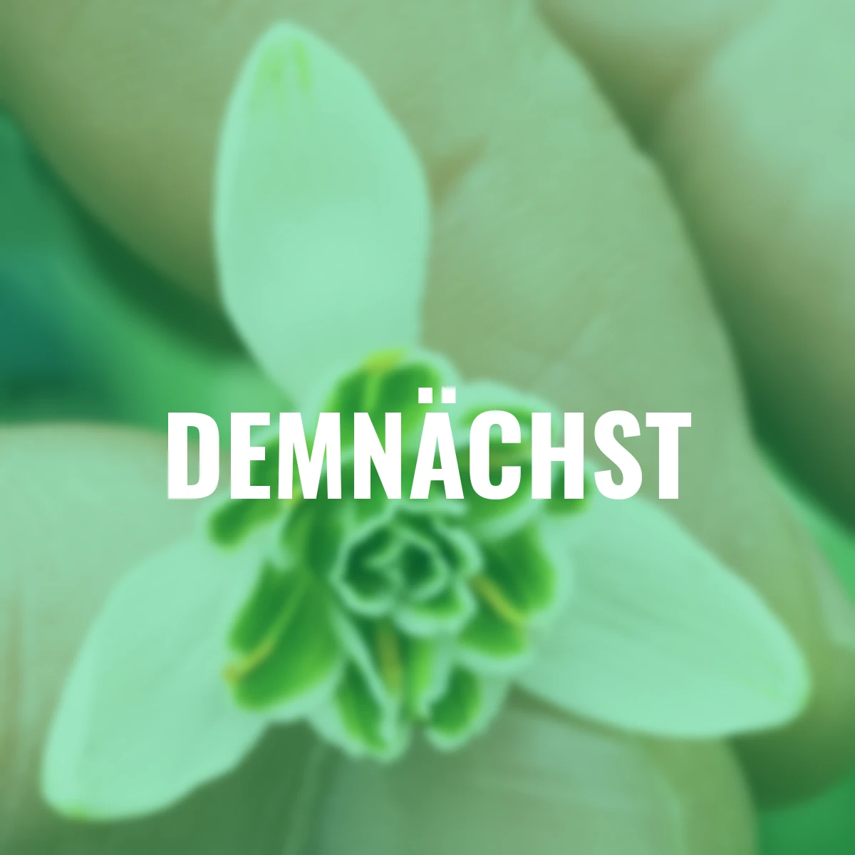 Schneeglöckchen Hippolyta, gefüllt