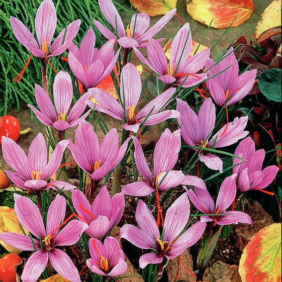 Safrankrokus, herbstblühend