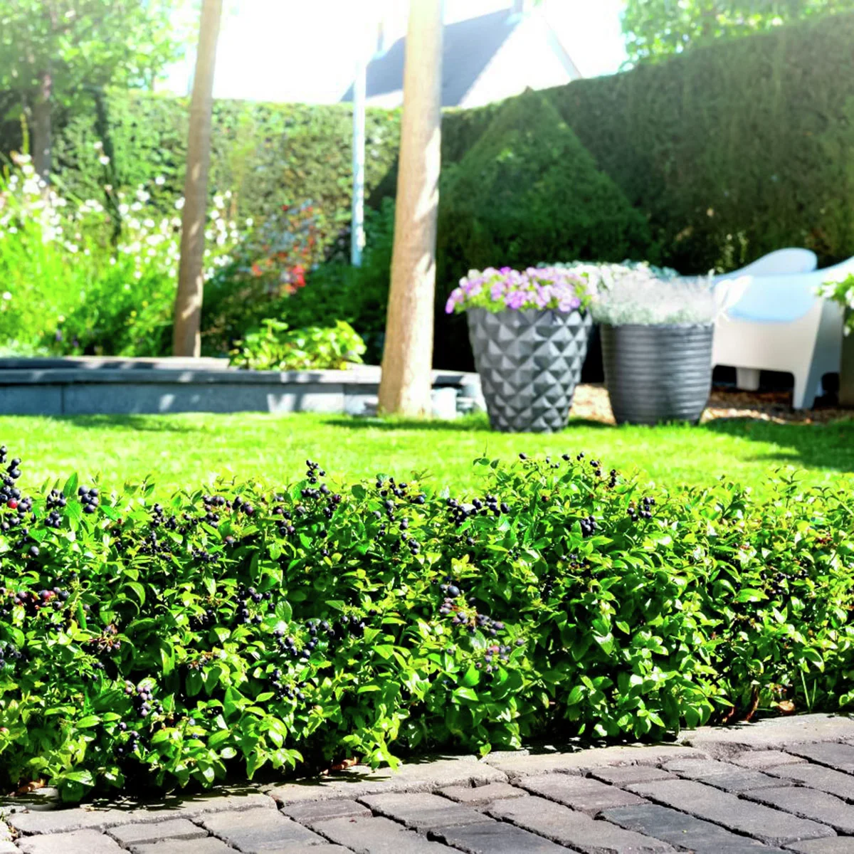 Heidelbeere BrazelBerry® Berry Bux® - im ca. 11 cm-Topf