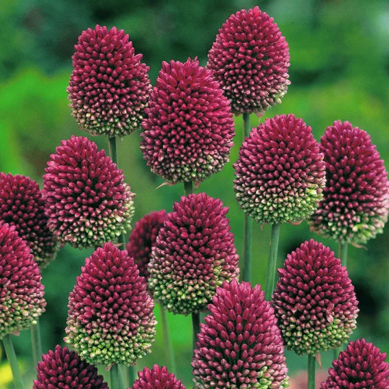 Purpurroter Gartenlauch