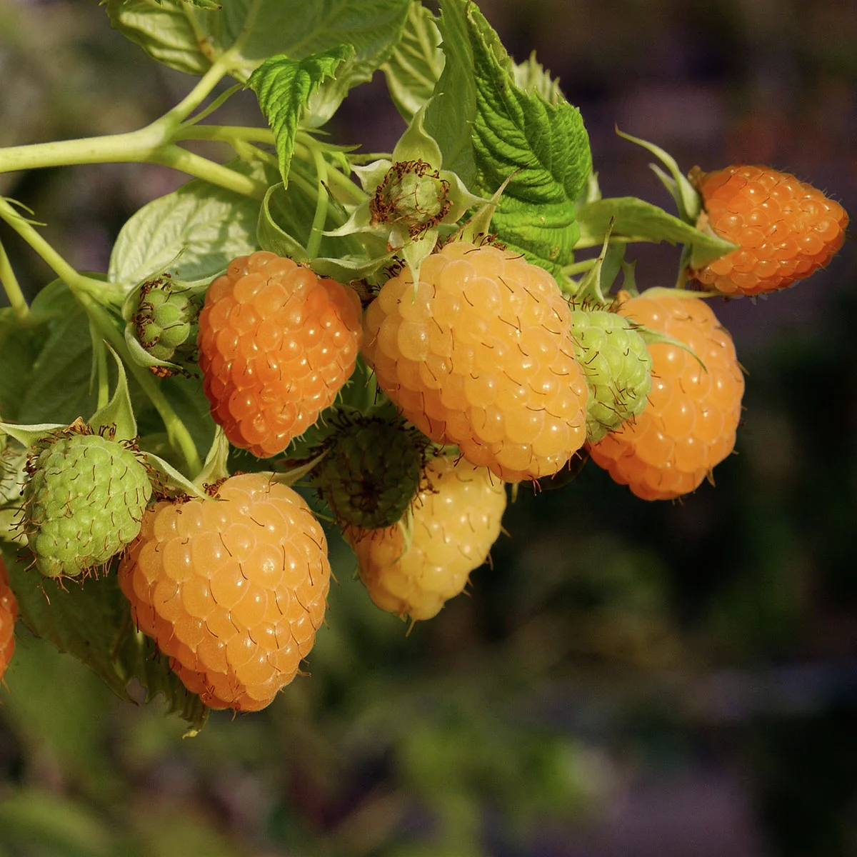 Stachellose Himbeere Autumn Amber